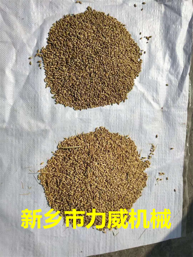大麥對(duì)比2.jpg