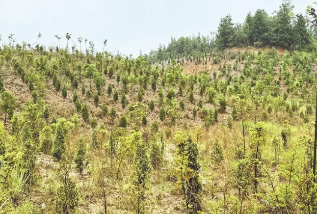 曾經(jīng)的荒山披上了綠裝。